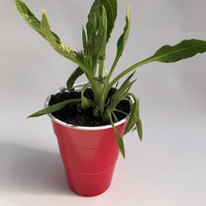 Puede incluir: Una pequeña planta verde con hojas largas y texturizadas y un tallo central, plantada en una taza de plástico roja brillante. Las hojas de la planta tienen una apariencia ligeramente rizada. La taza está llena de tierra oscura.