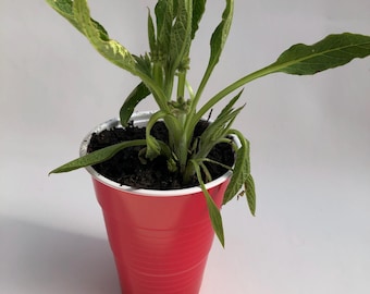 Précommande : une plante de consoude vivante pour entrée de 3 à 6 pouces