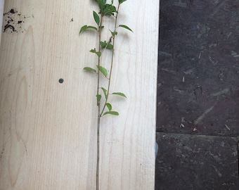 May include: A small green plant with a long, thin stem and a root system. The plant is growing in a pot and has several leaves.