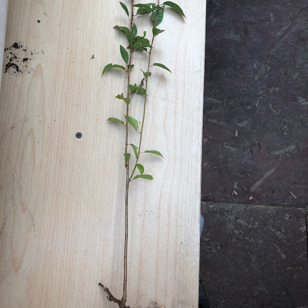 Three Yellow Plum Tree Cuttings with Root, 1 to 2 feet tall