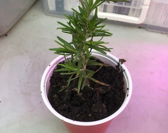Preorder: One Starter Live Rosemary Plant 4 to 6 inches