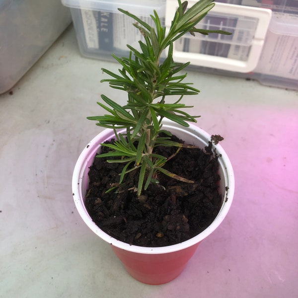 One Starter Rosemary Plant 4 to 6 inches