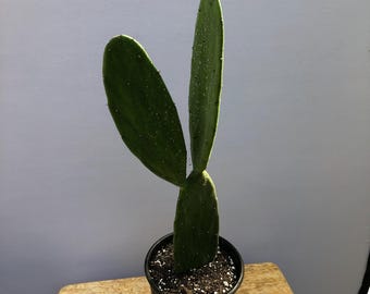 Gift Item: Live Nopales Cactus Plant 1 to 2 Feet