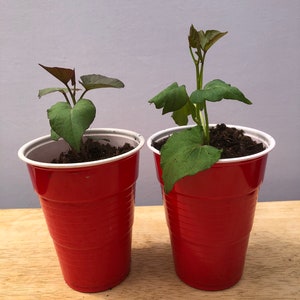 Two Sweet Potato Plants