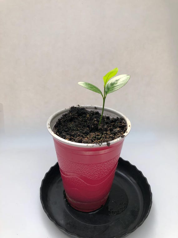 Preorder: Dwarf Lemon Tree Starter Plants