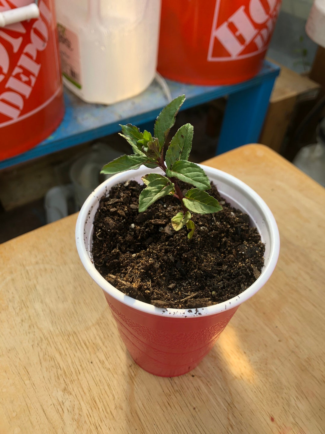 Preorder: One Live Chocolate Mint Starter Plant - Etsy