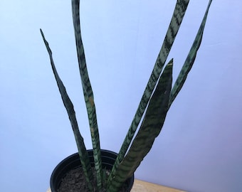 Planta de serpiente Sansevieria de 1 a 2 pies de altura