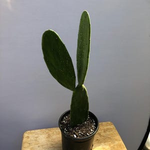 Nopales Live Cactus Plant 1 to 2 Feet