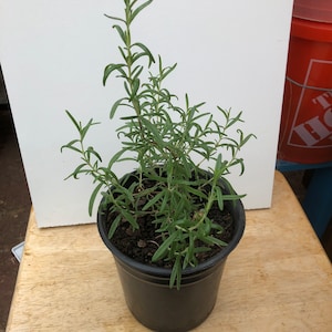 Gift Item: Live Rosemary Plant 6 inch to 1 Foot