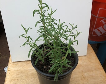 Gift Item: Live Rosemary Plant 6 inch to 1 Foot