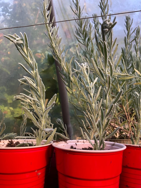 Preorder: One Starter French Lavender Plant 3 to 6 Inches - Etsy Israel