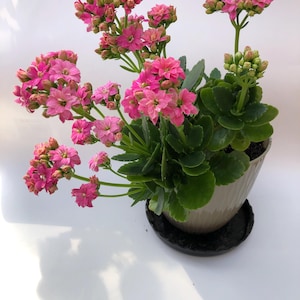 Crassula Live Plant