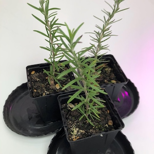 Gift Item: Three Starter Live Rosemary Plants 4 to 6 inches