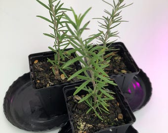 Gift Item: Three Starter Live Rosemary Plants 4 to 6 inches