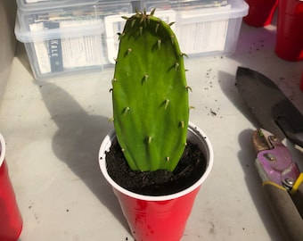 Nopales Starter essbare lebende Kaktuspflanze