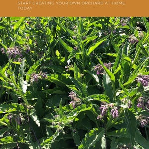 May include: Image of lush green plants with purple flowers. Text at the top reads "PLANT LOVERS SUBSCRIPTION BOX" and "START CREATING YOUR OWN ORCHARD AT HOME TODAY". The Kinsey Greenhouse logo is at the top.