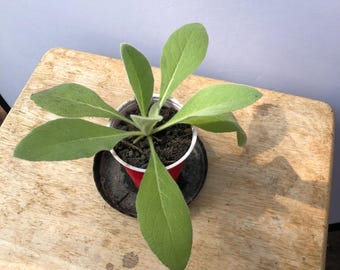 予約注文: マルレイン - 生きた植物