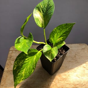 May include: A potted pothos plant with large, heart-shaped leaves. The leaves are a vibrant green with yellow variegation. The plant is in a square black plastic pot, sitting on a wooden surface.