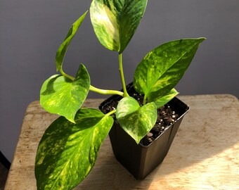 Planta de inicio viva de Pothos dorado