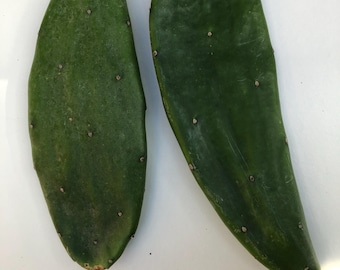 Prickly Pear Cactus Pad Cuttings for Turtle, Tortoise, Iguana and other Reptiles