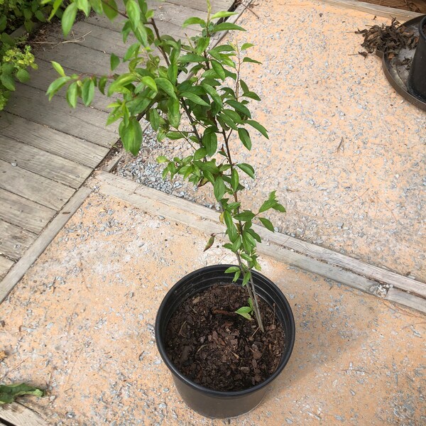 Yellow Plum Tree 3 to 4 feet tall