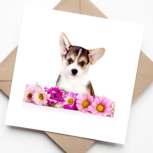 Cucciolo di Welsh Corgi bianco e marrone seduto tra fiori rosa - Biglietto di auguri carino per compleanno di cani o amanti degli animali domestici