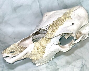 Pearl Cow Skull