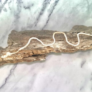 Snake Skeleton on Driftwood