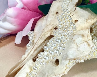 Wild Hog Skull with Pearls