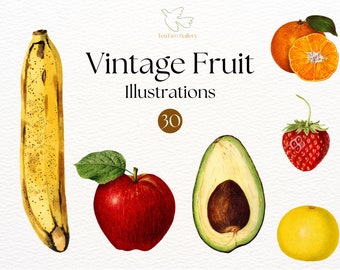 Vintage Fruit Illustrations Clipart | Vintage Fruit PNG | Food Clipart | Retro Fruit Art | Collage Images | Fruit Sublimation | Cottagecore