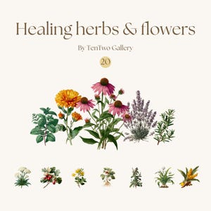May include: An illustration featuring a collection of healing herbs and flowers. The image includes a variety of plants, such as echinacea, lavender, and mint, with a warm, neutral background. Text at the top reads "Healing herbs & flowers" and "By TenTwo Gallery".