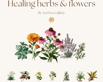 Heilkräuter & Blumen Clipart | Botanische PNG-Set | Kräuterpflanzen, Apothekerkunst, Blumenillustrationen, Digitaler Download, 300 DPI