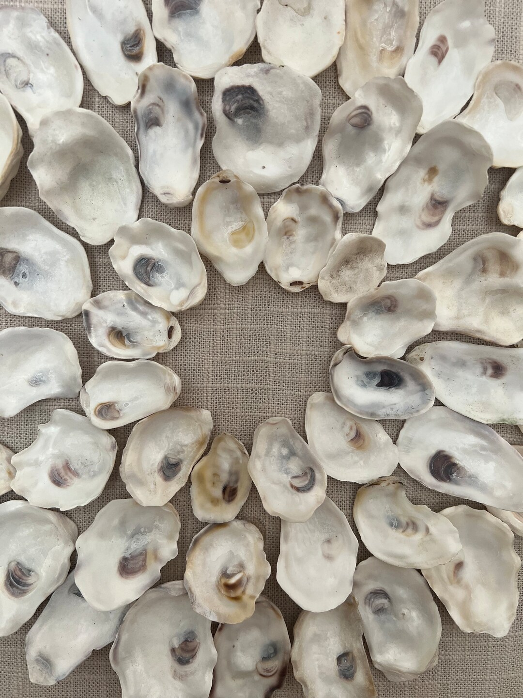 Oyster Shell Shadow Box Wall Art Etsy