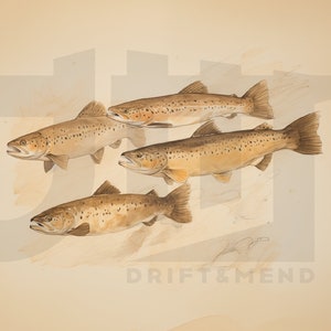 Four Brown Trout sketch - painting - fishing artwork - fly fishing - fish - digital - download - fly fishing art - home decor - fly tying