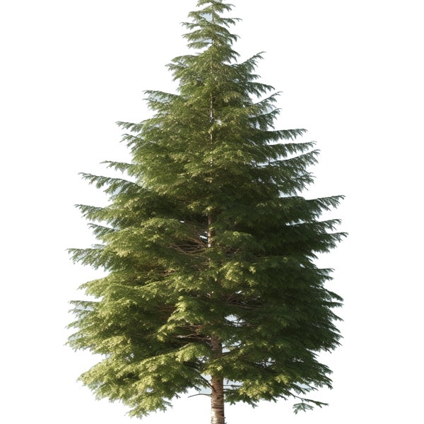 Norway Spruce - Colored Pencil Print