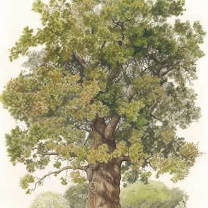White Oak Tree - Colored Pencil Print