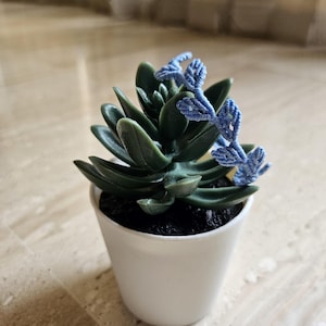 May include: A small potted succulent plant with blue flower accents. The plant is in a white ceramic pot.