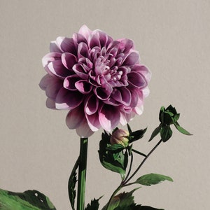 Artificial Real Touch Edinburgh Dahlia