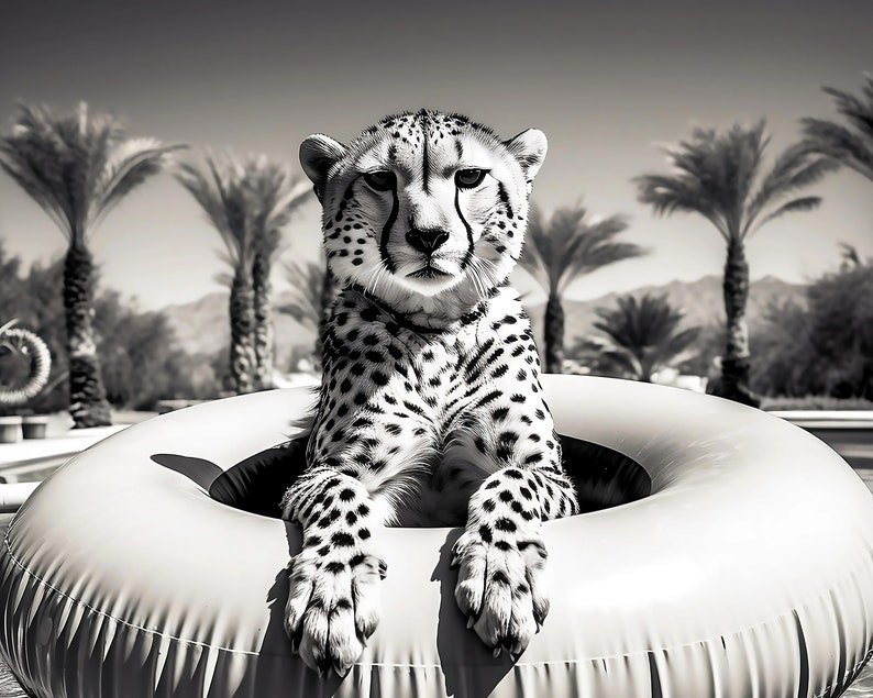 May include: A black and white photo of a cheetah sitting in a white inflatable pool ring. The cheetah is looking directly at the camera. The background is blurred and shows palm trees.