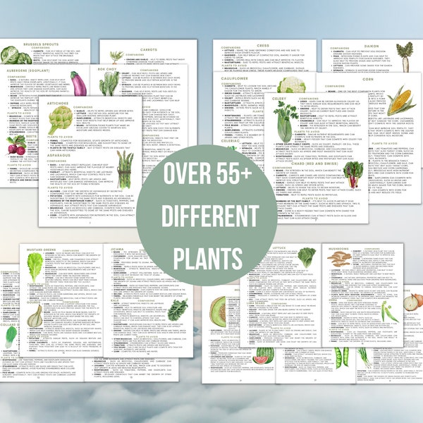 2024 Companion Planting Guide Garden Planning Chart Companion Plant Printable New Gardener Plan Garden Reference Guide for Organic Gardening