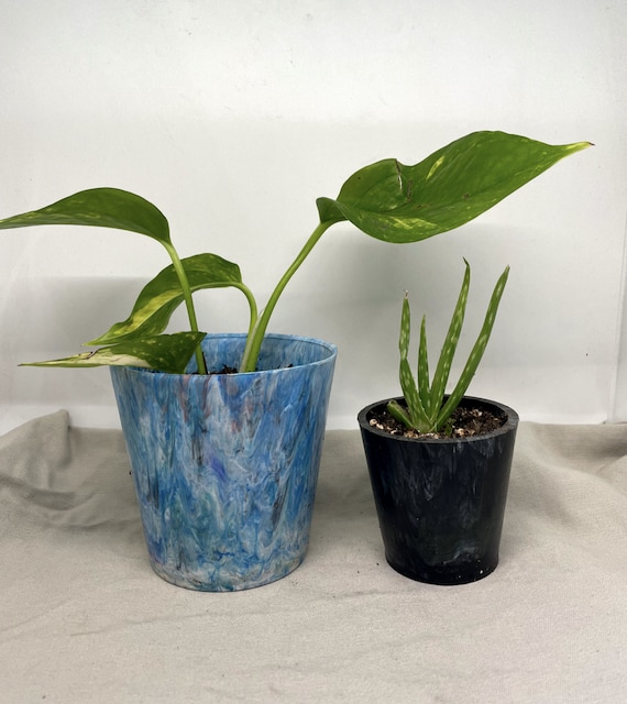 zamia zenzi ZZ Plant Zenzi | Care Guide and Pro Tips - Delivery from Toronto across  Canada main image 0