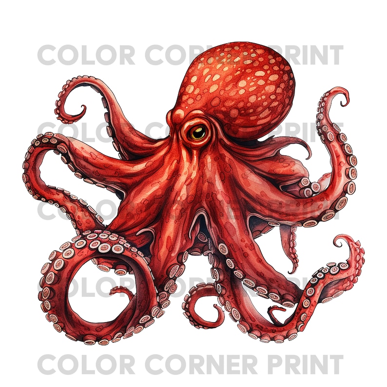 May include: A red octopus with eight tentacles and large, round eyes. The octopus is depicted in a watercolor style with a white background.