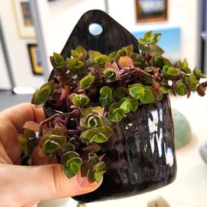 May include: A small, dark brown ceramic wall planter with a hole for hanging, filled with a trailing succulent plant. The plant has small, round green leaves with reddish-purple stems. The planter is held in a hand.
