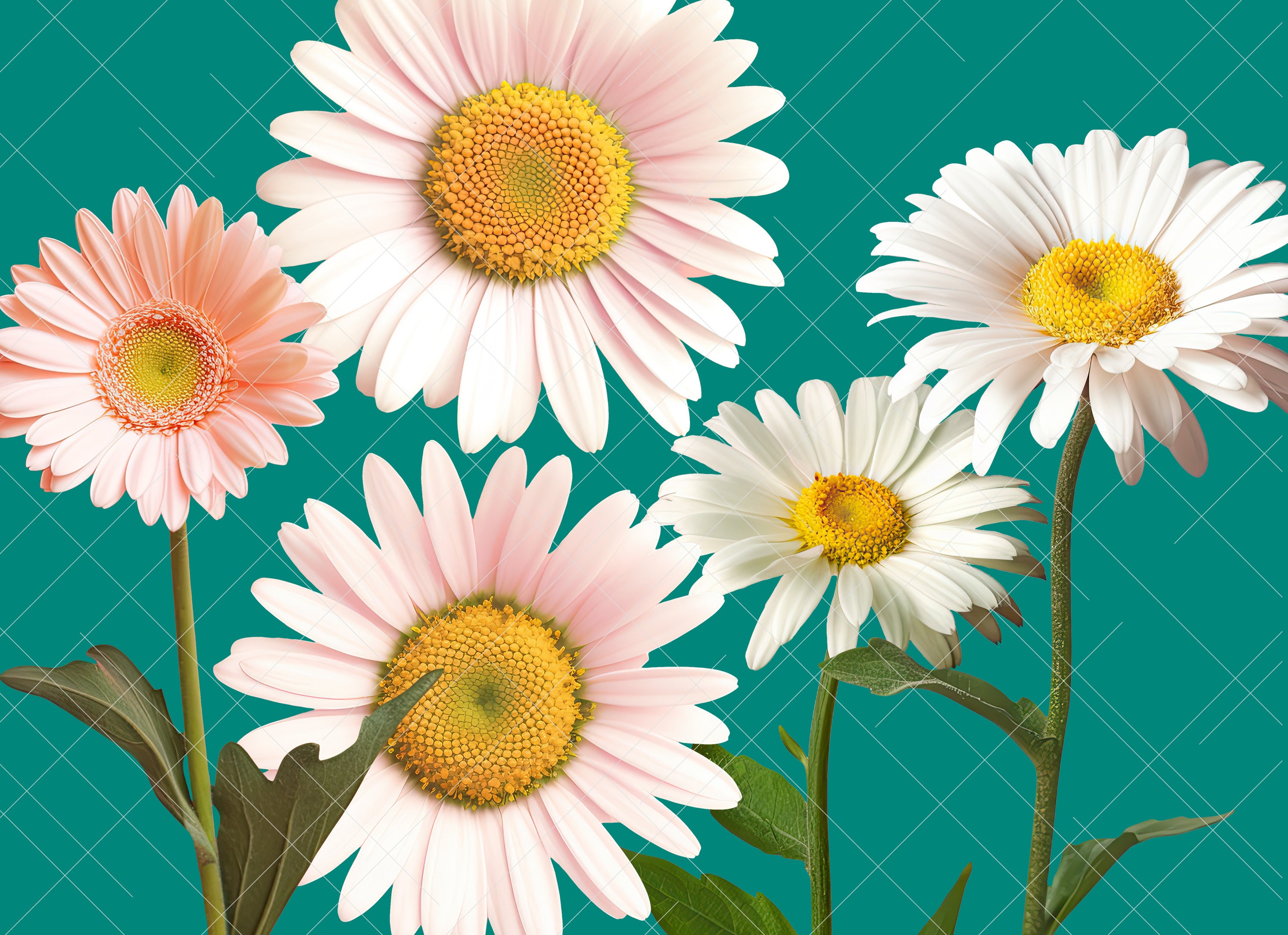 REAL Flower Clipart Flower PNG White Flower Rose Clip Art Etsy