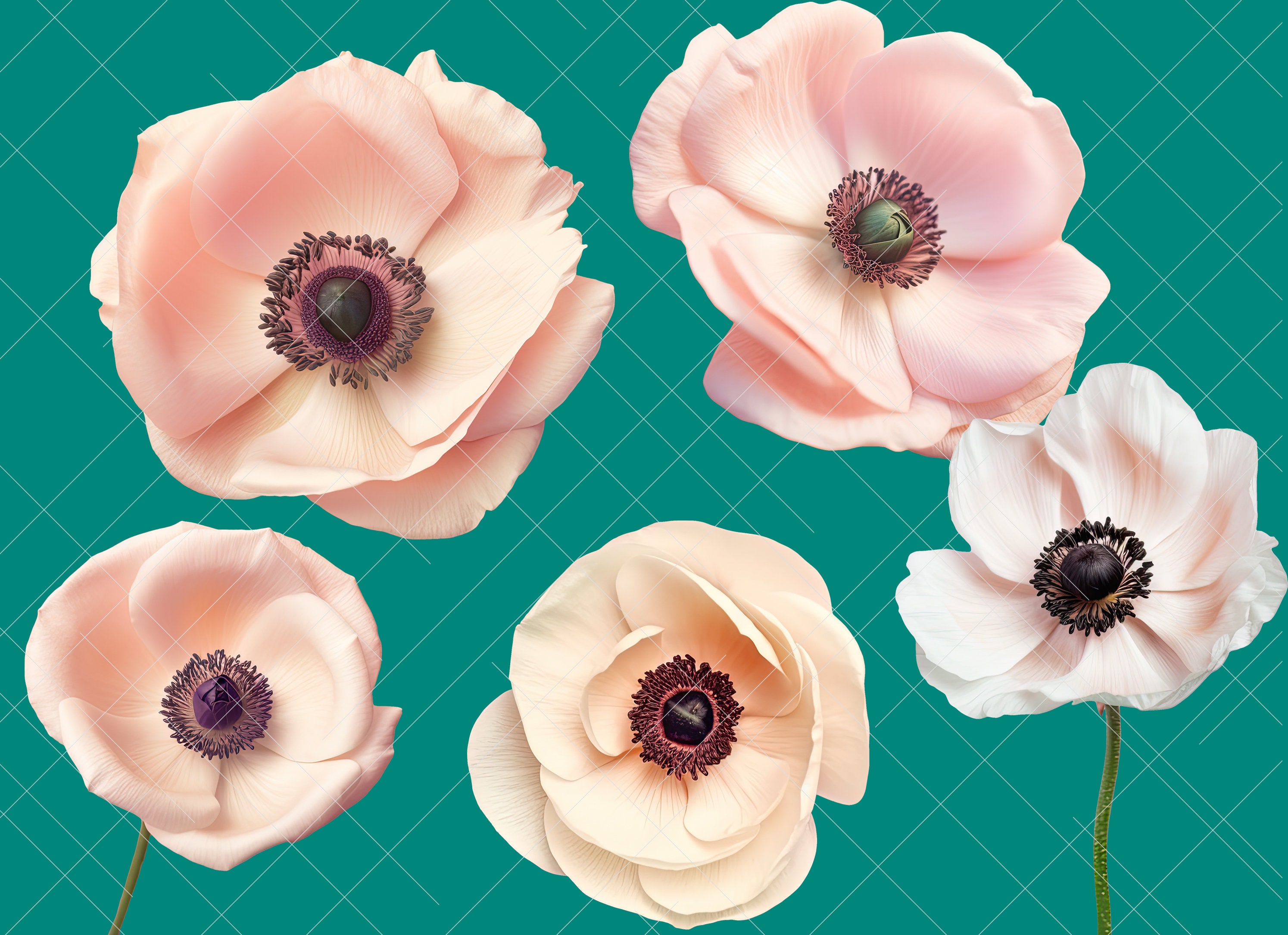 REAL Flower Clipart Flower PNG White Flower Rose Clip Art Etsy