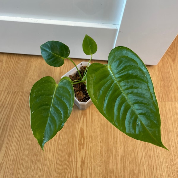 Anthurium Veitchii Narrow Form (Message for additional pictures)