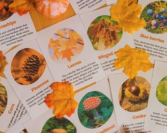 Printable Autumn flashcards, Montessori materials printable, morning basket activity, Fall busy book, vocabulary cards, nature study.