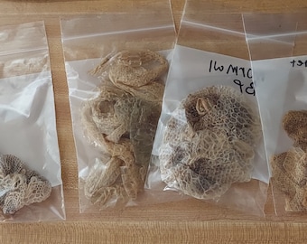 Python or corn snake sheddings 1pk