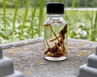 Devil shoestring oil