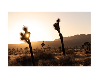 Joshua Tree National Park Golden Hour Photograph, Print (12"x8" and 18"x12")